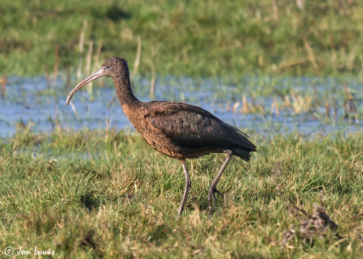 Glossy Ibis - Jon Lowes