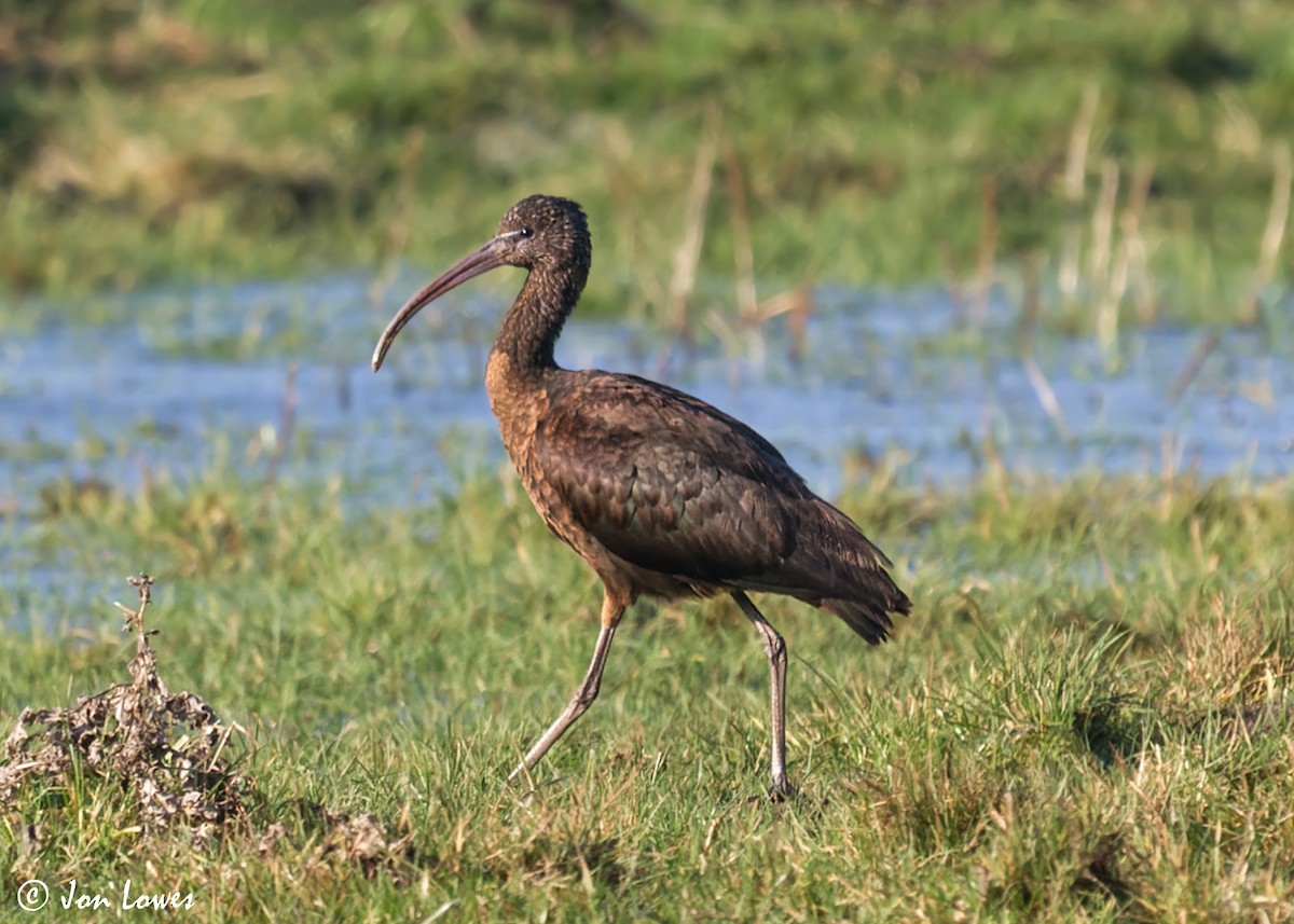 Glossy Ibis - ML600594751