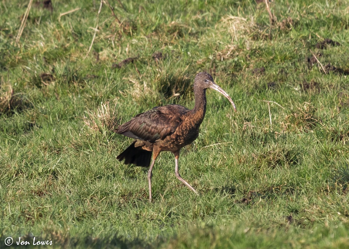 ibis hnědý - ML600594761