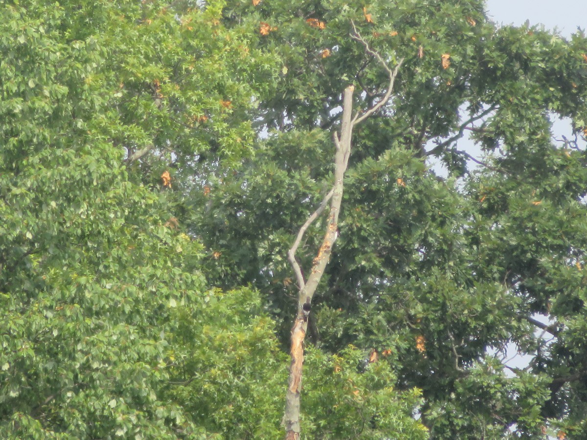 Red-headed Woodpecker - ML600595381