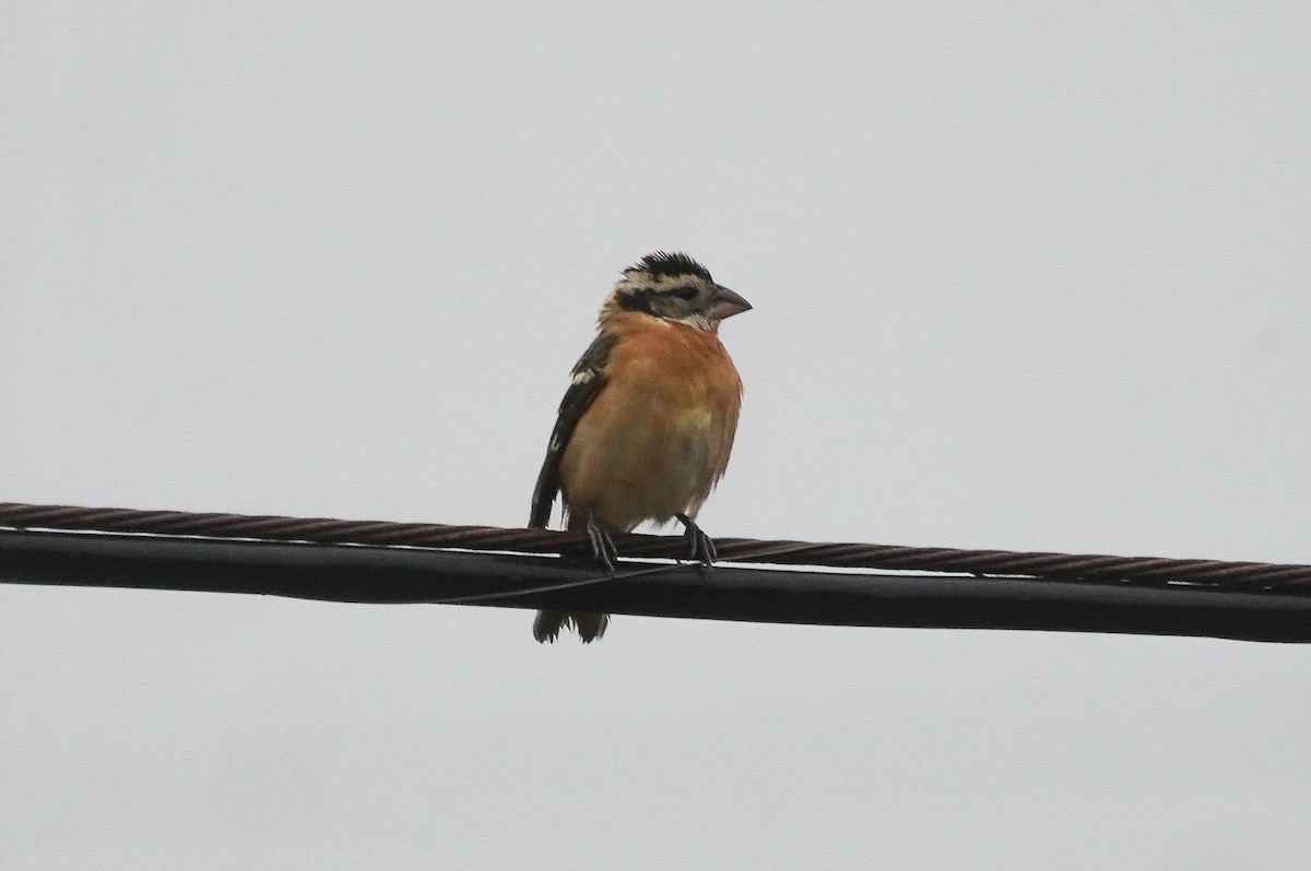 Black-headed Grosbeak - ML600595391