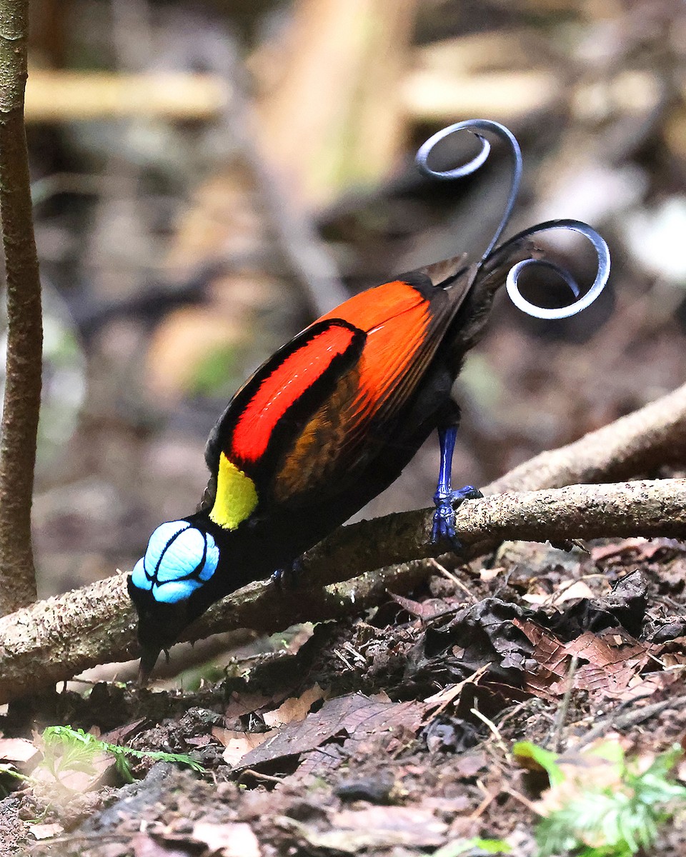 Wilson's Bird-of-Paradise - ML600595801