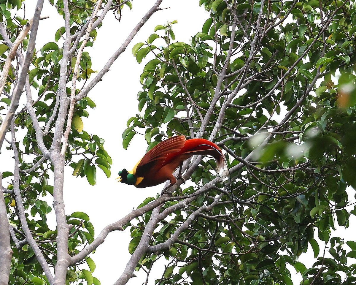 Red Bird-of-Paradise - ML600596151