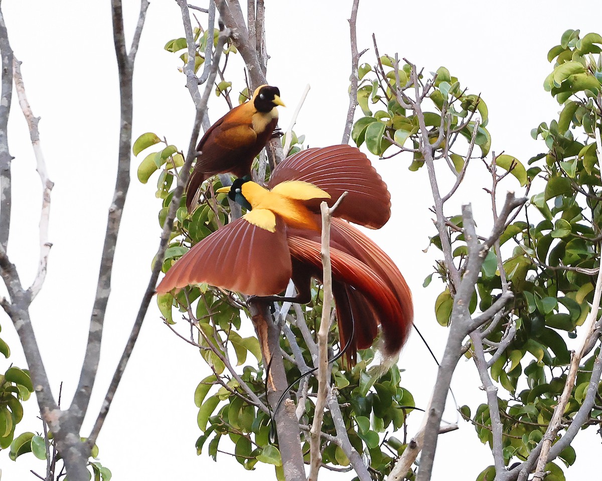 Red Bird-of-Paradise - ML600596231