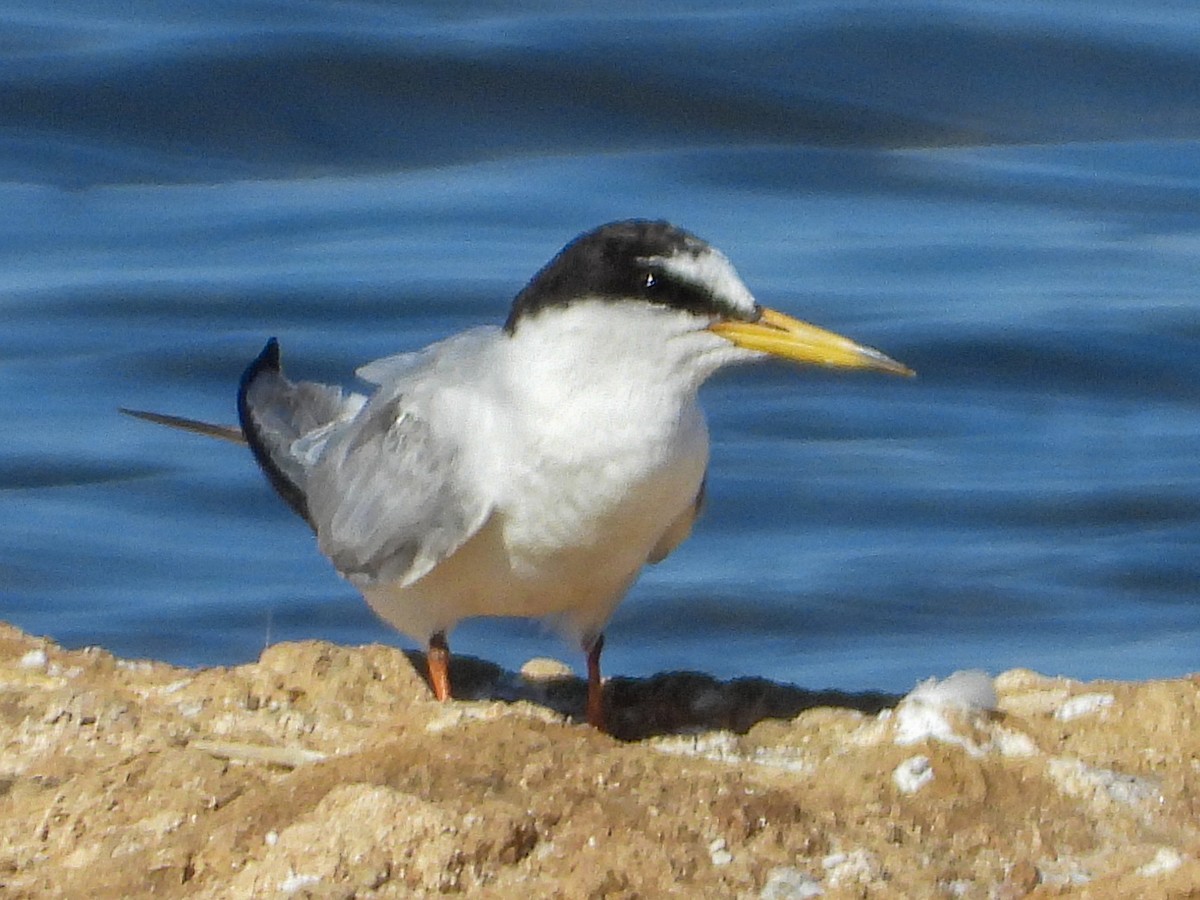 Little Tern - ML600596821