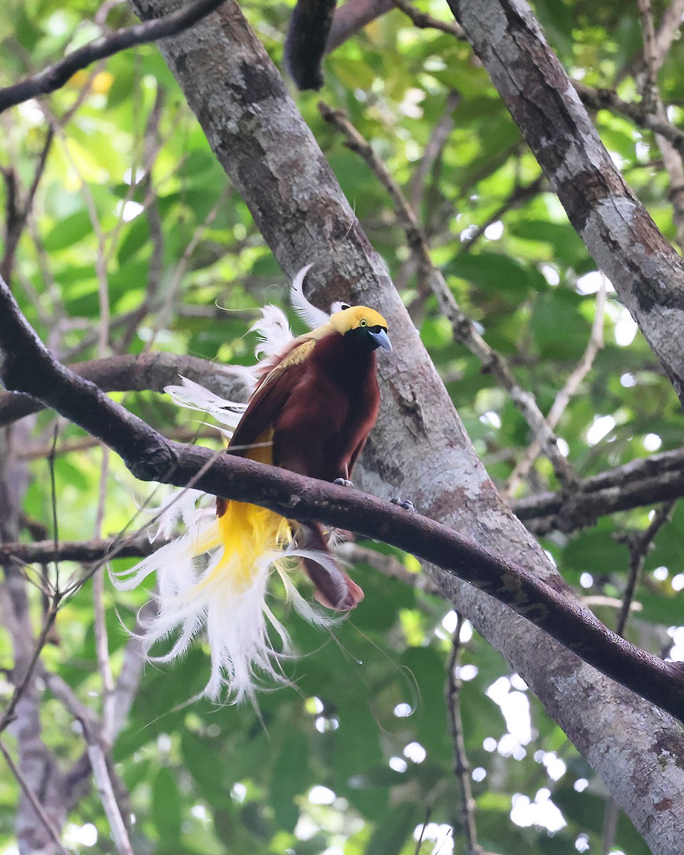 Lesser Bird-of-Paradise - ML600597031