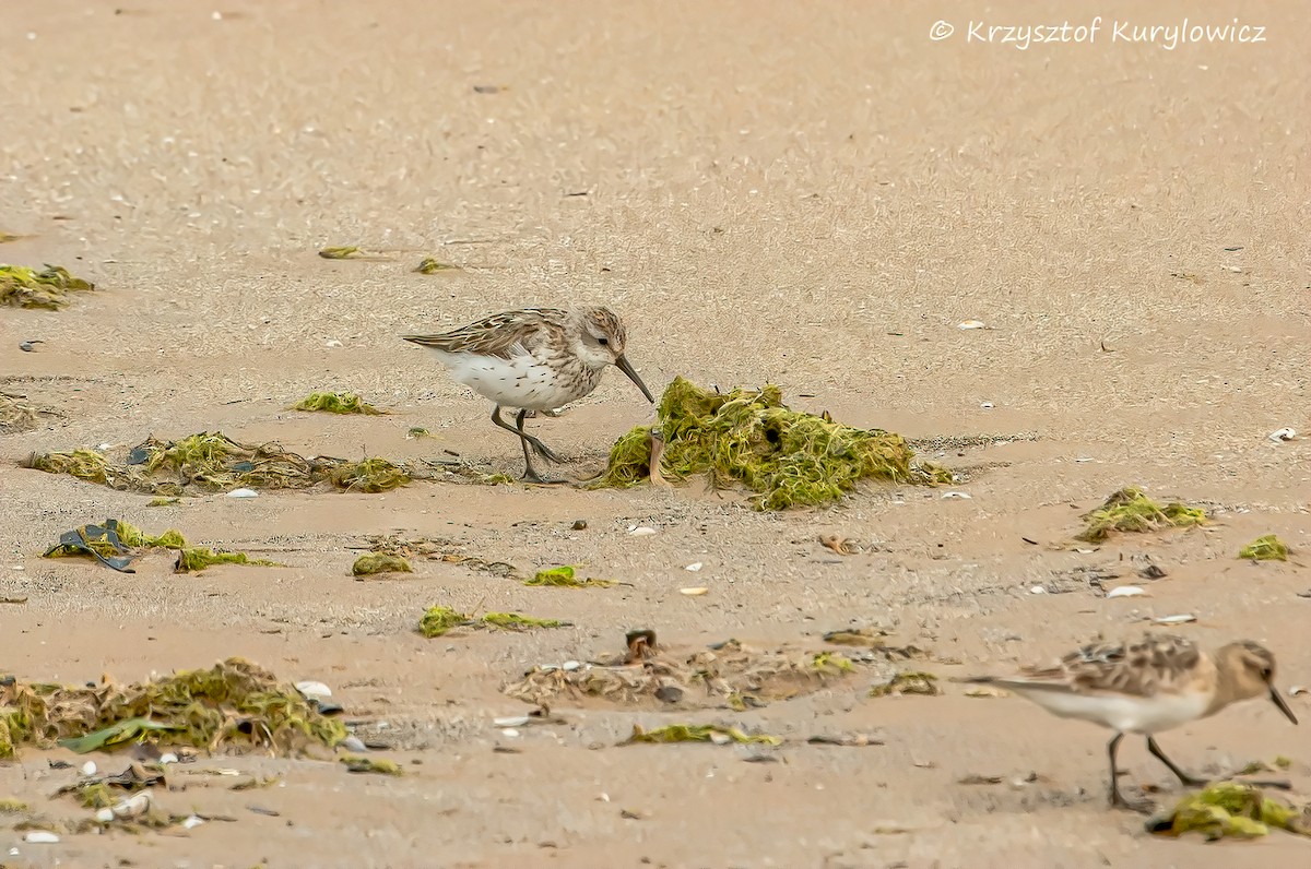Western Sandpiper - ML600597301