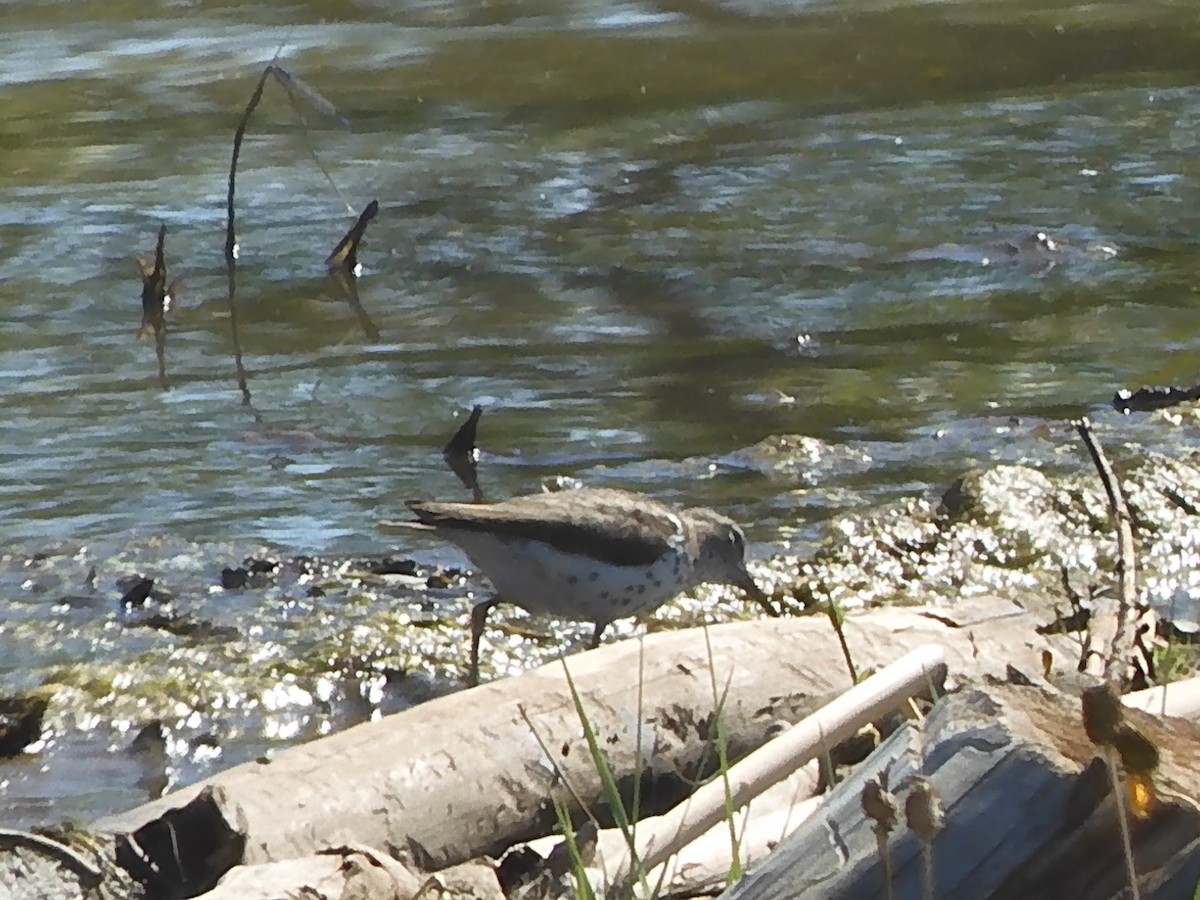 Spotted Sandpiper - ML600597991