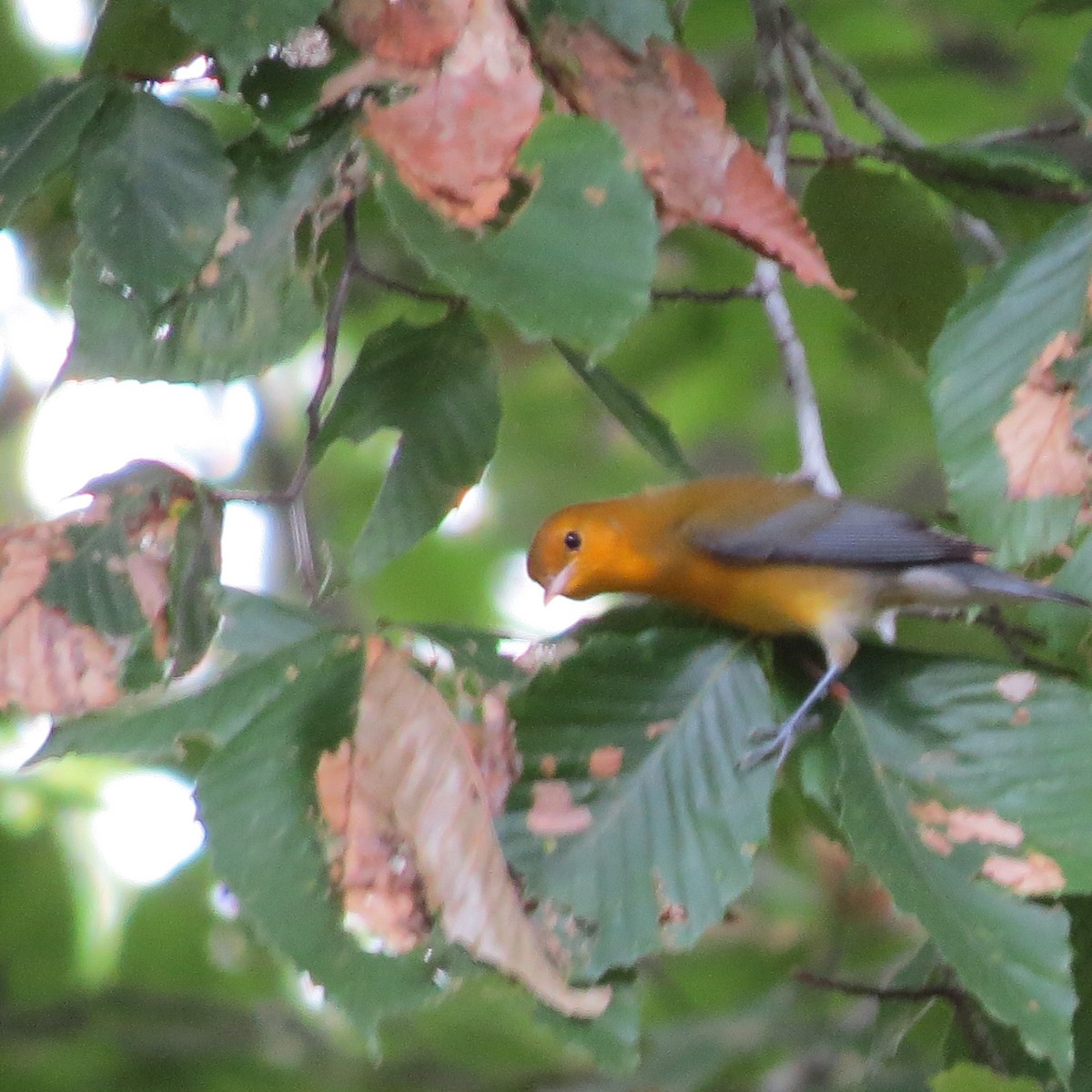 Prothonotary Warbler - ML600598041