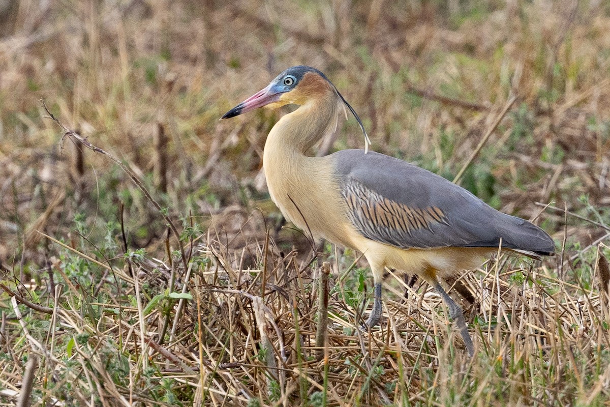 Whistling Heron - Beatrix Pond