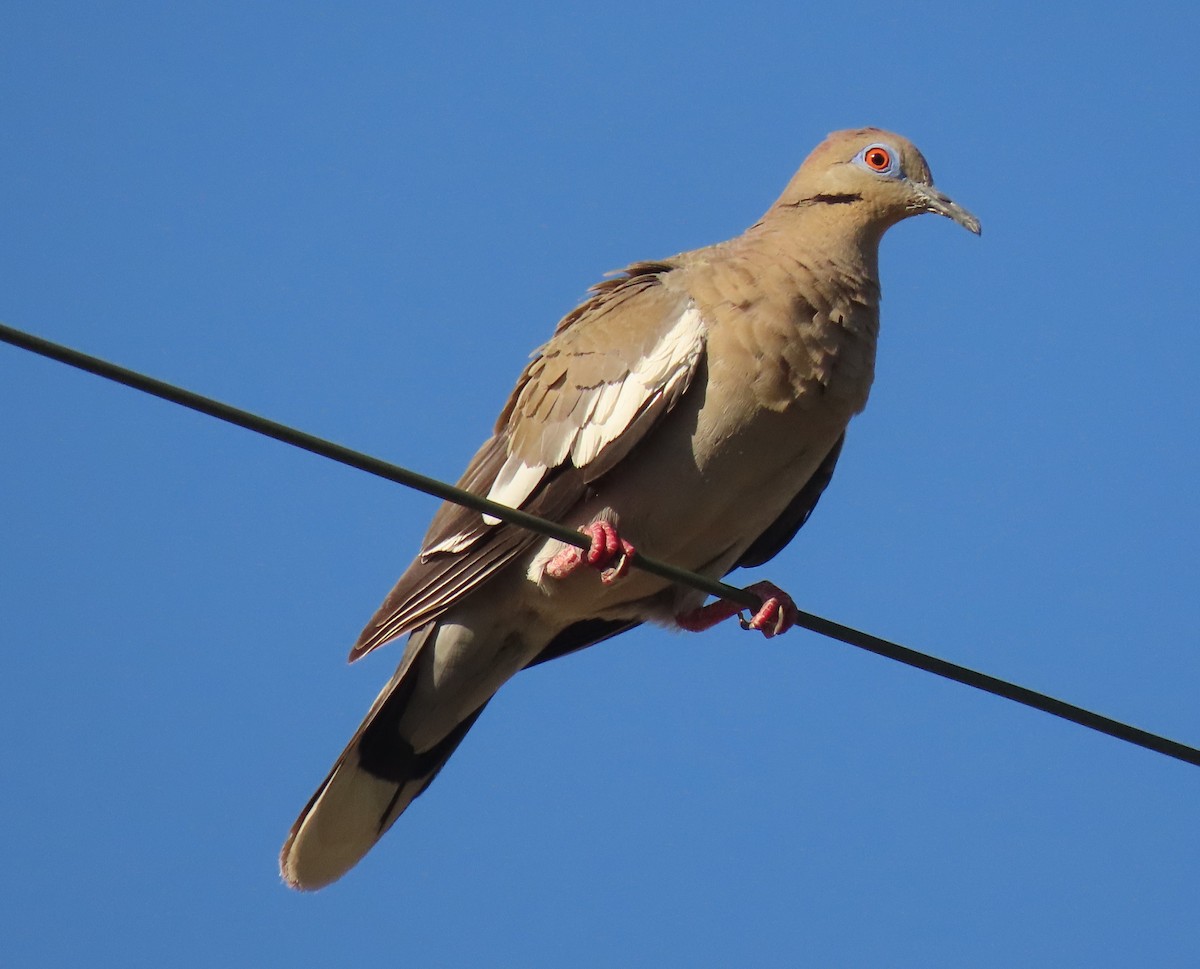 White-winged Dove - ML600599031