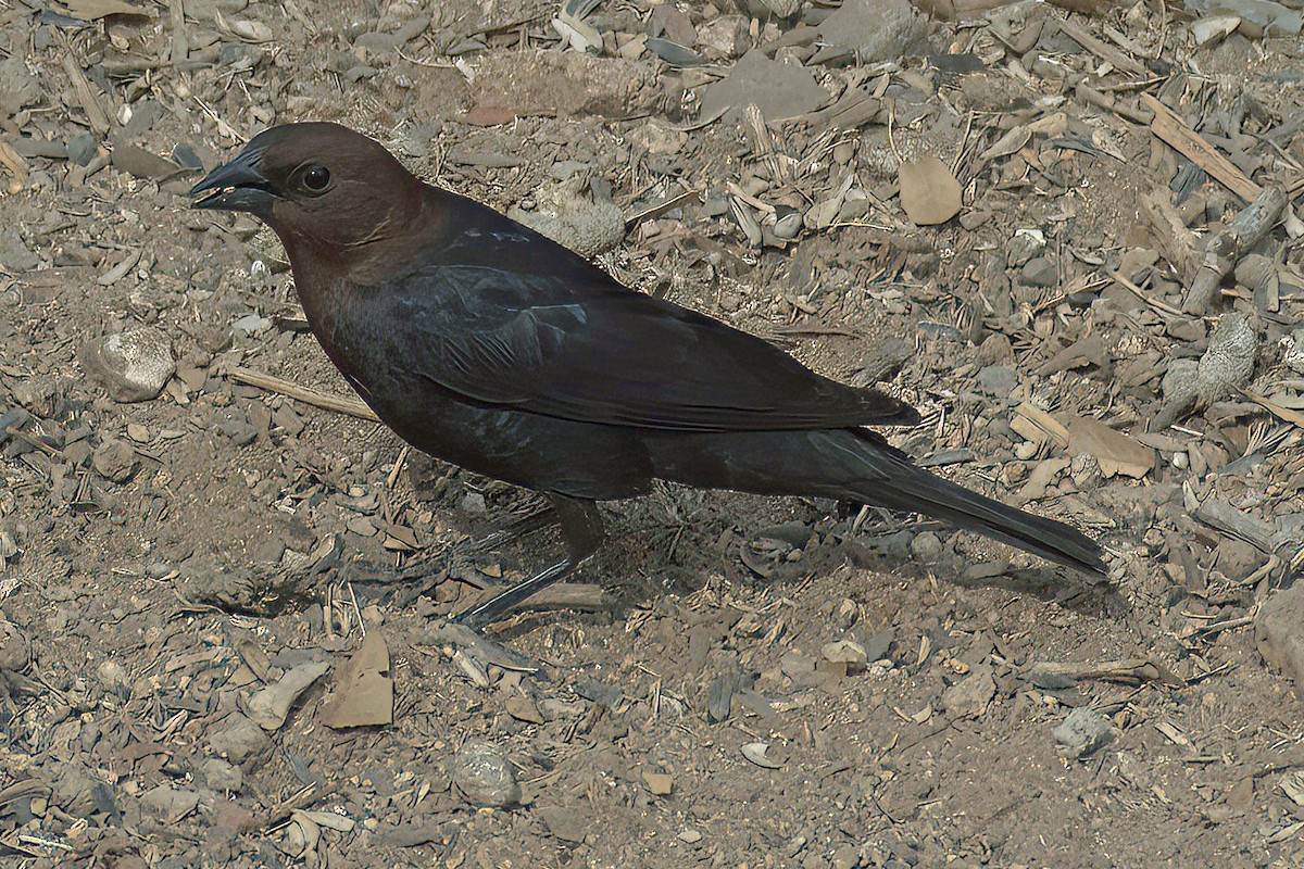 Brown-headed Cowbird - ML600599461