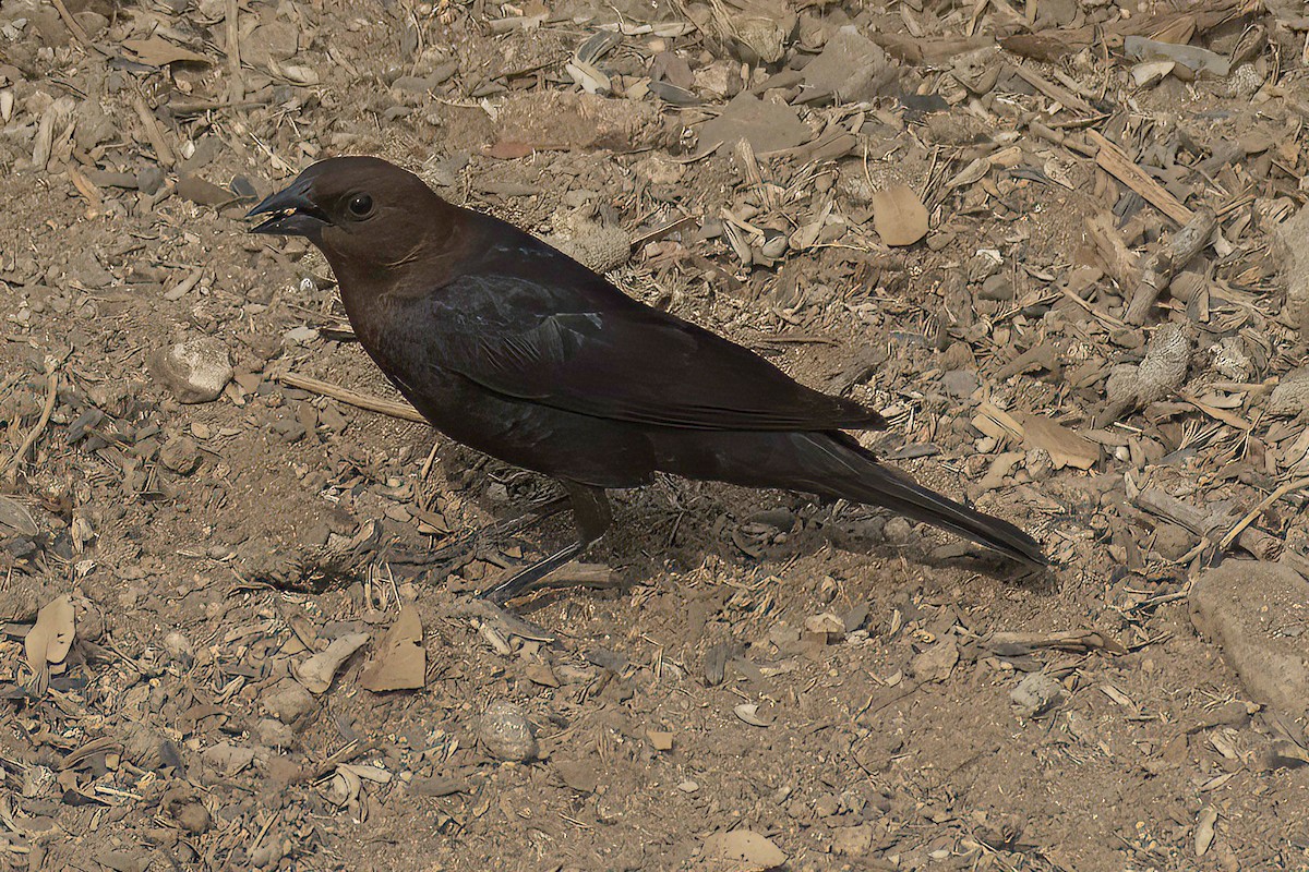 Vacher à tête brune - ML600599481