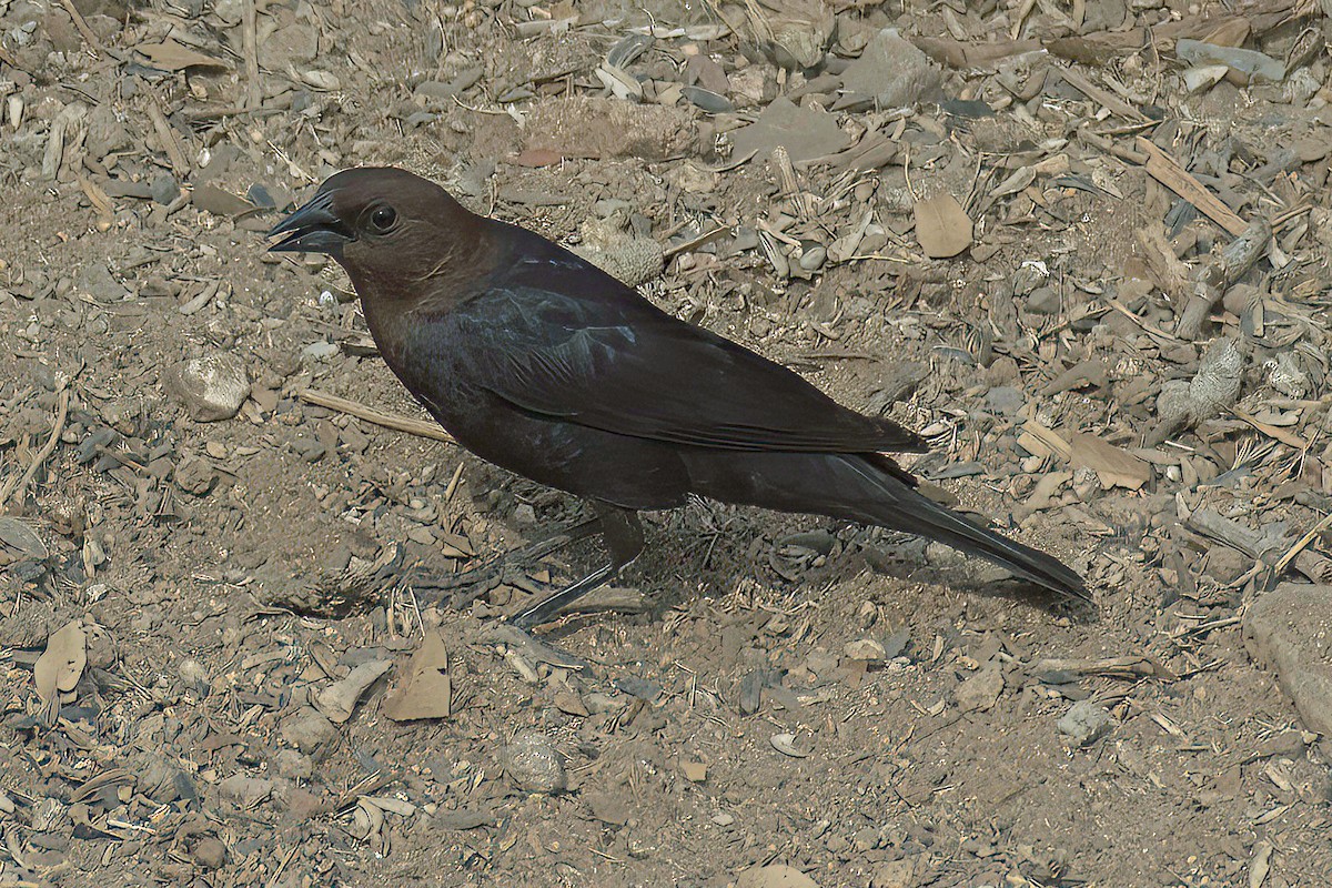 Brown-headed Cowbird - ML600599491