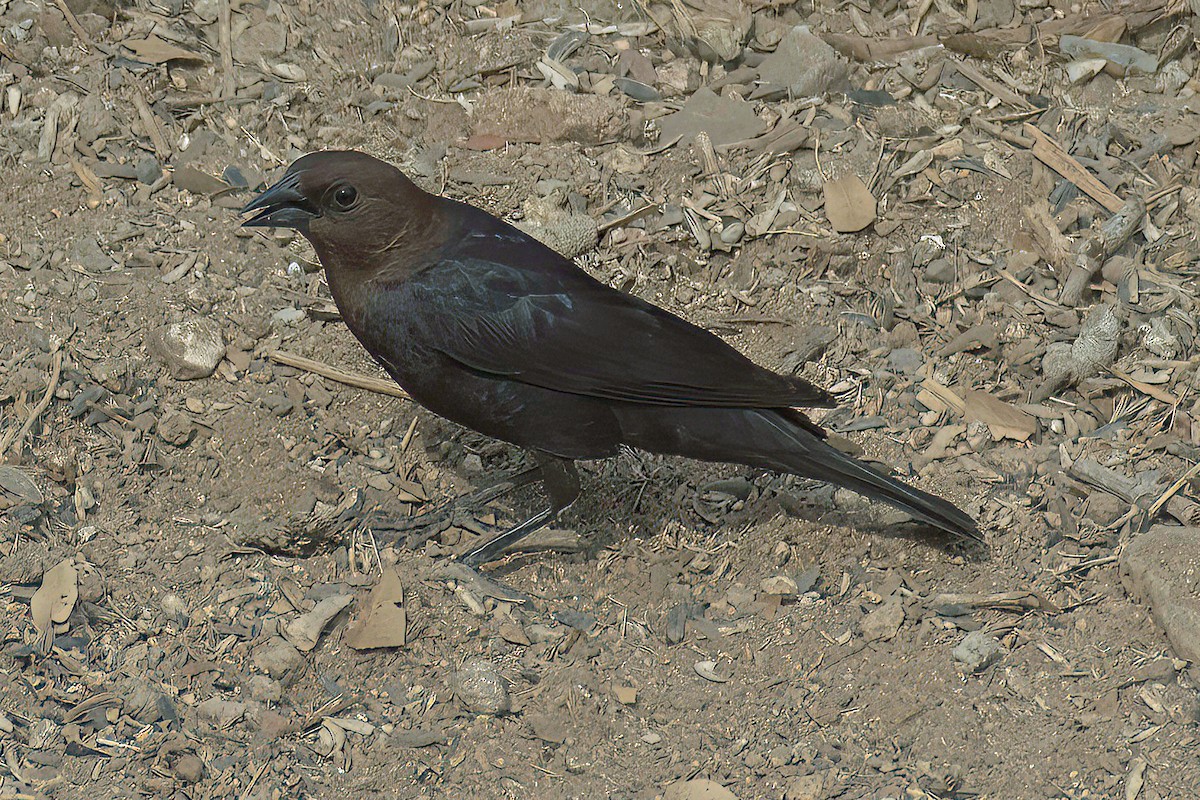 Vacher à tête brune - ML600599491