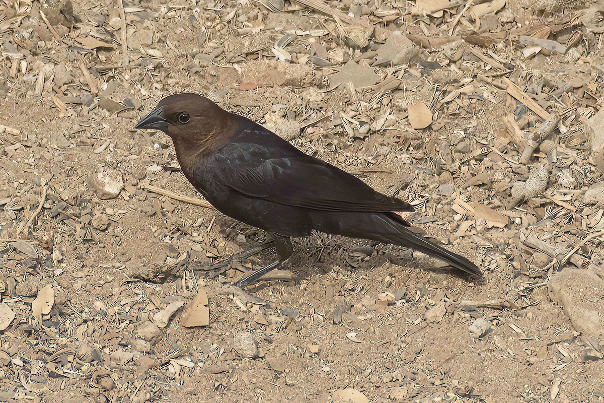 Brown-headed Cowbird - ML600599501