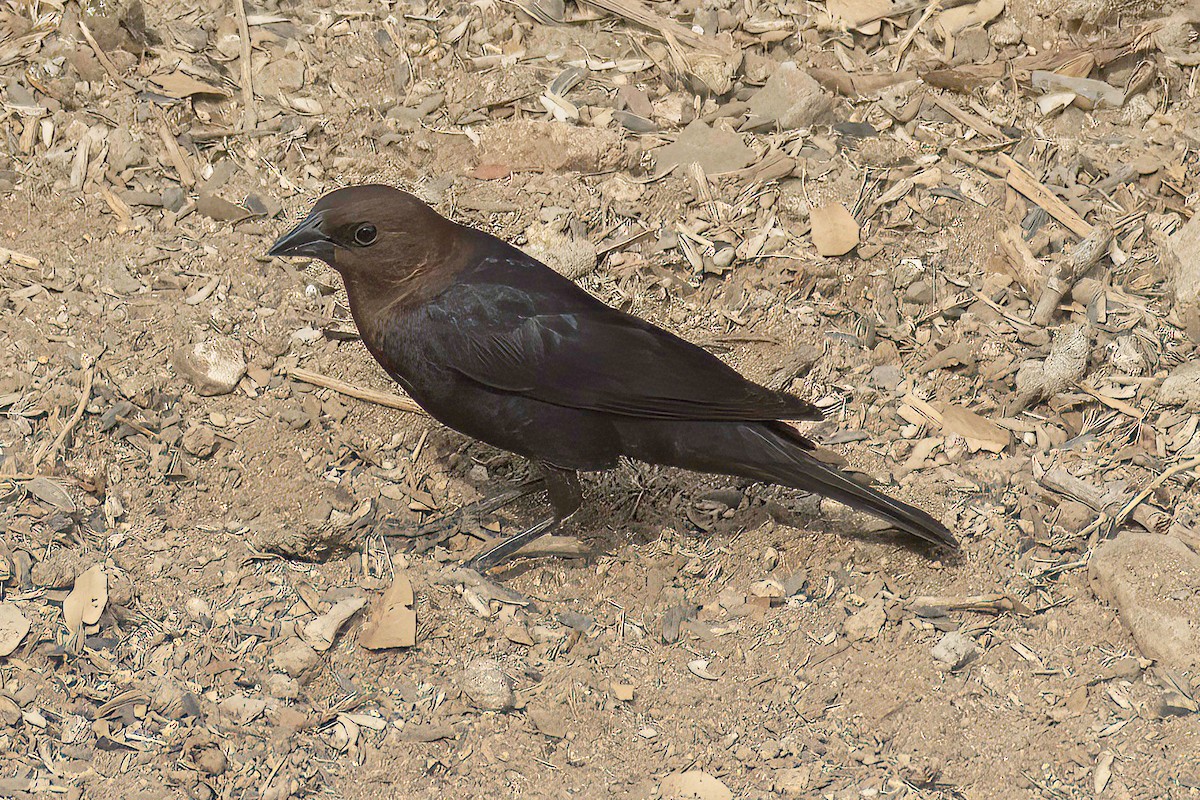 Brown-headed Cowbird - ML600599511