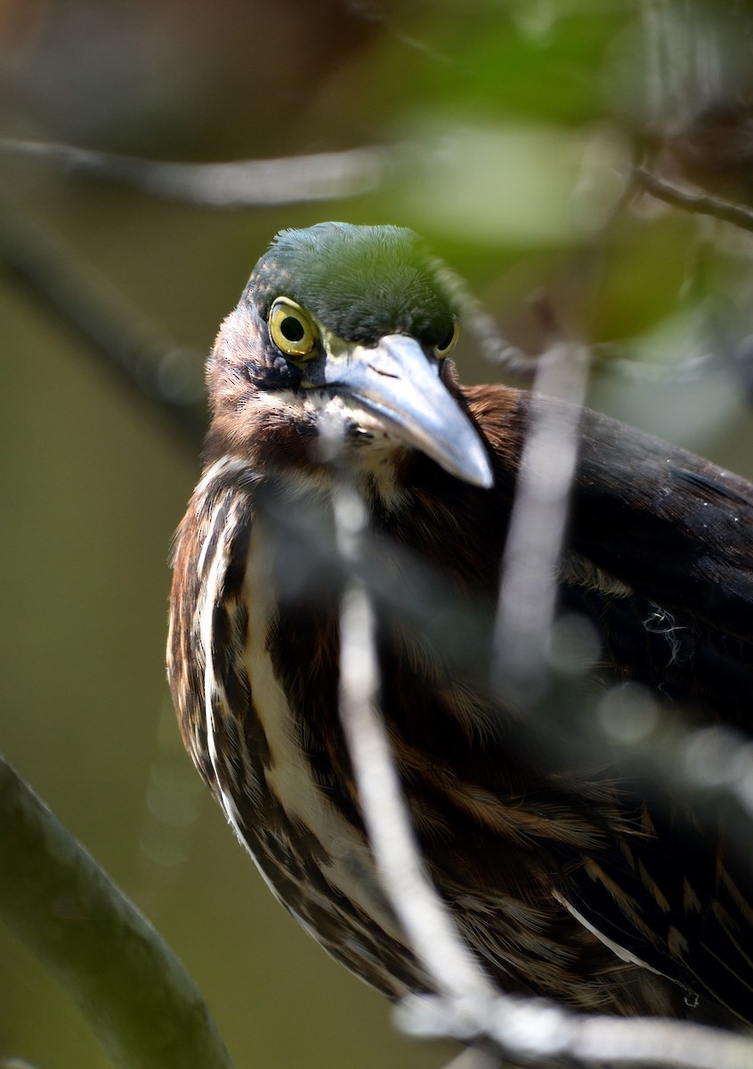 Green Heron - ML600600531