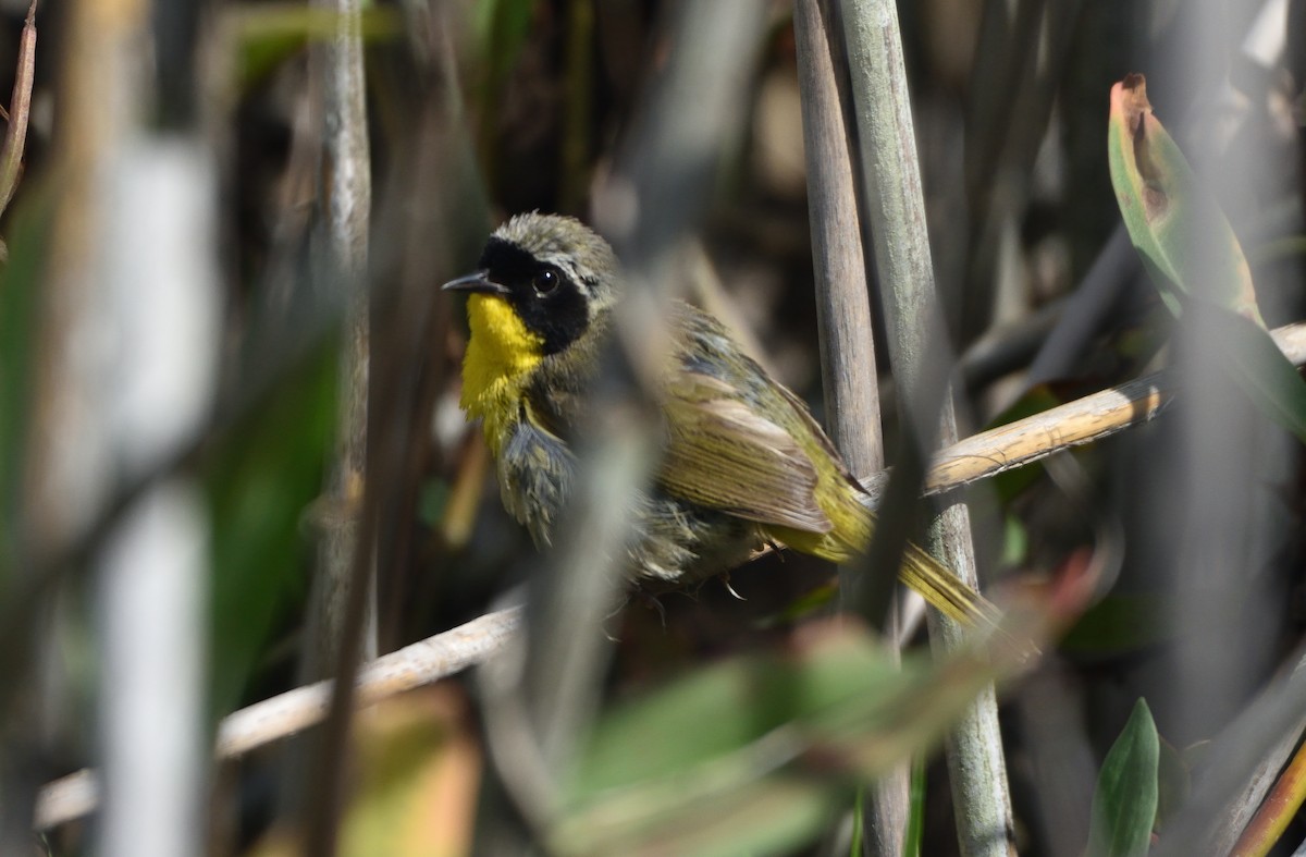 Common Yellowthroat - ML600600601