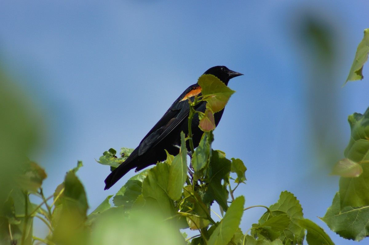 Red-winged Blackbird - Aidan McKay