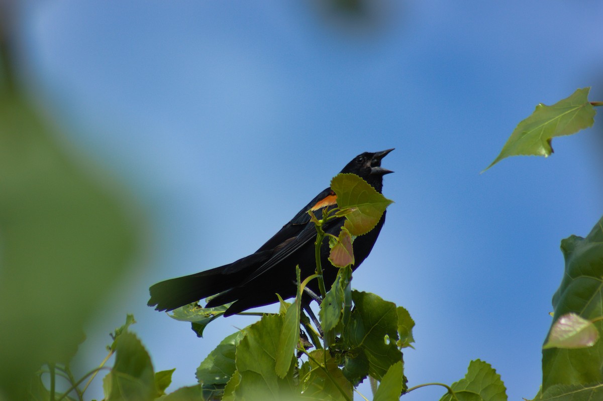 Red-winged Blackbird - Aidan McKay