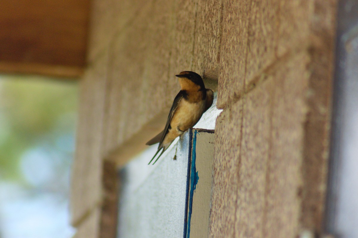 Barn Swallow - ML600601171