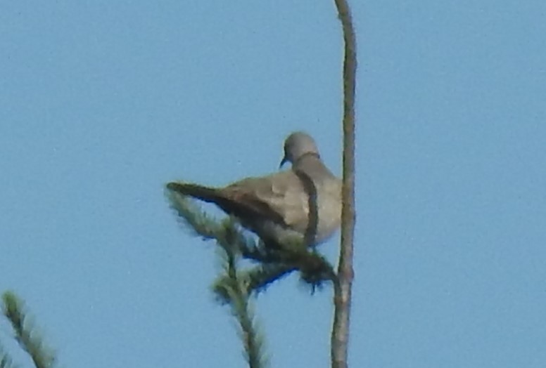 Eurasian Collared-Dove - ML600601181