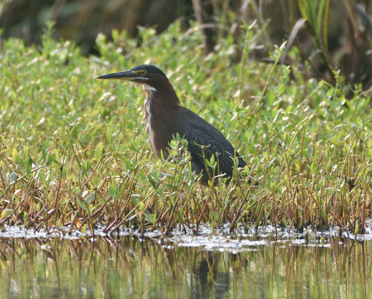 Green Heron - ML600601341