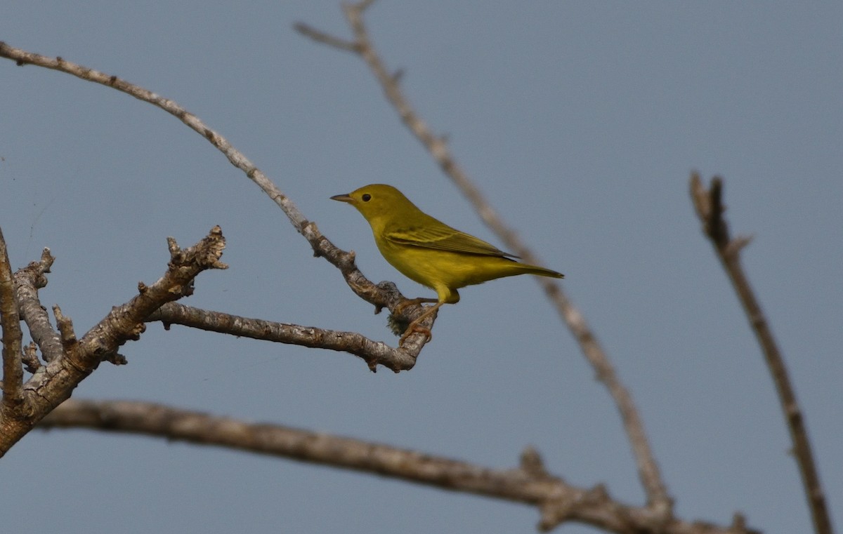 Paruline jaune - ML600601391
