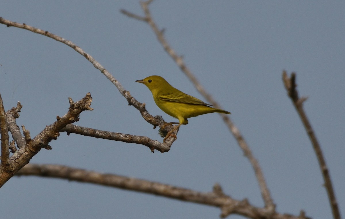 Yellow Warbler - ML600601391