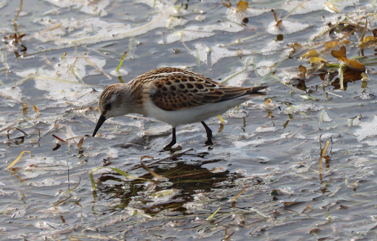 Little Stint - ML600601631