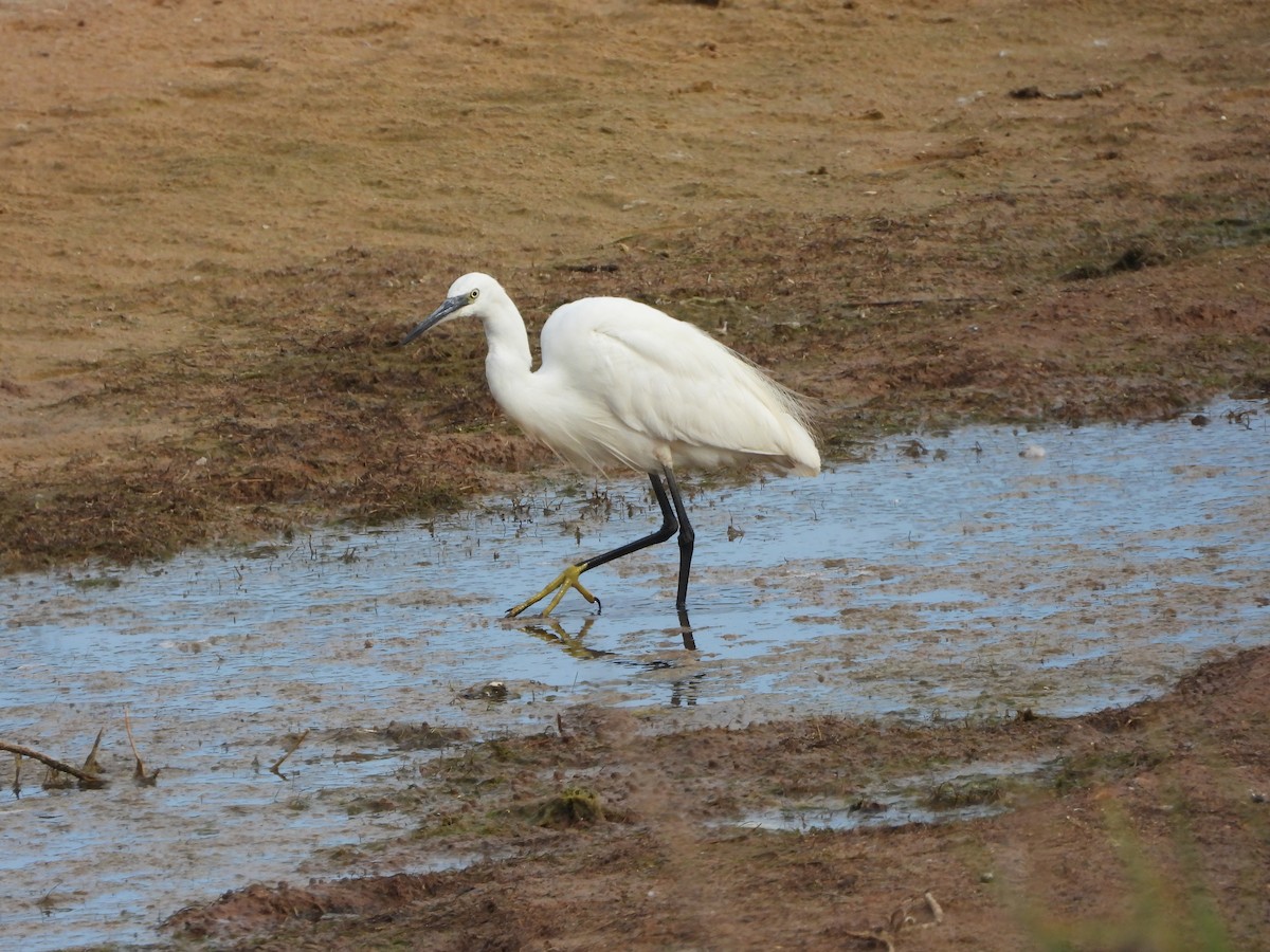 Little Egret - ML600601881