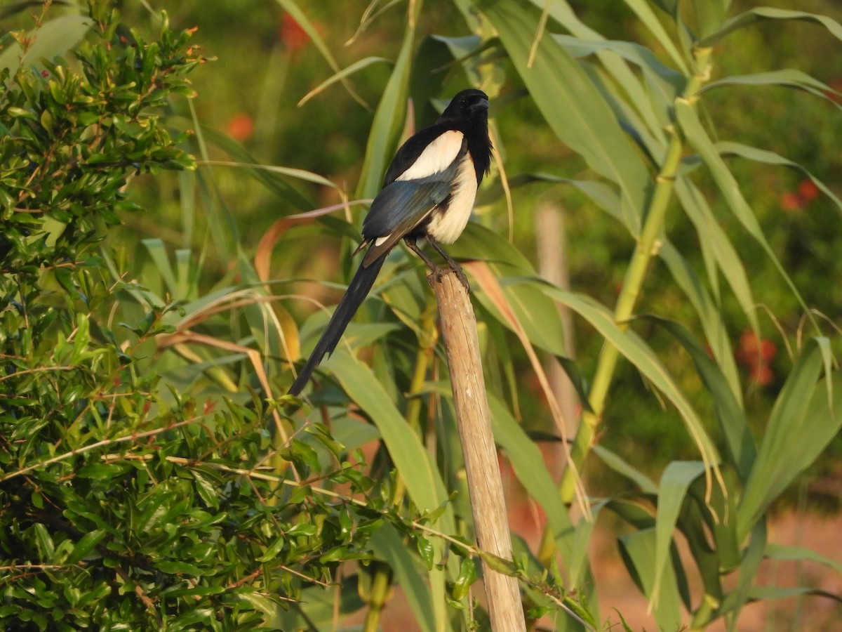 Eurasian Magpie - Maria João Marques Gomes