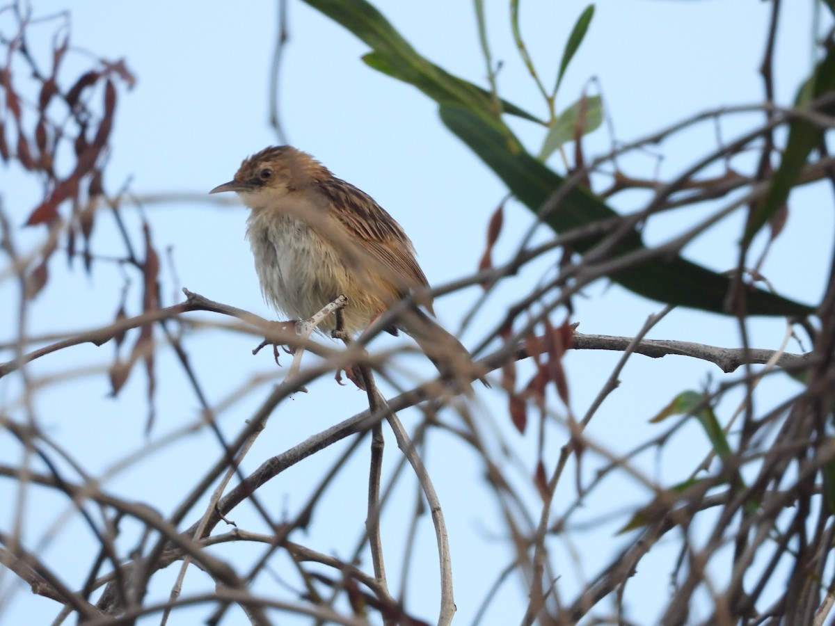 Zitting Cisticola - ML600602371