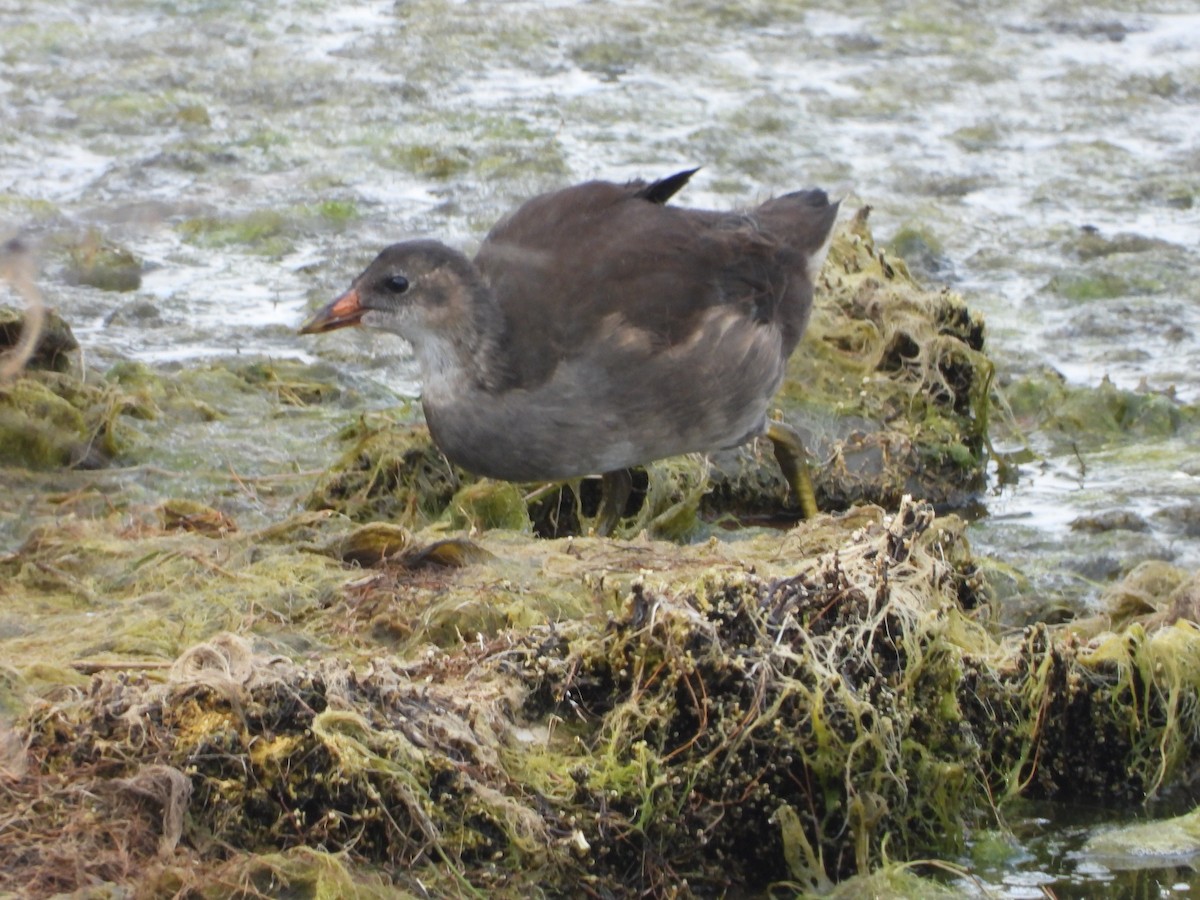 Gallinule poule-d'eau - ML600602691