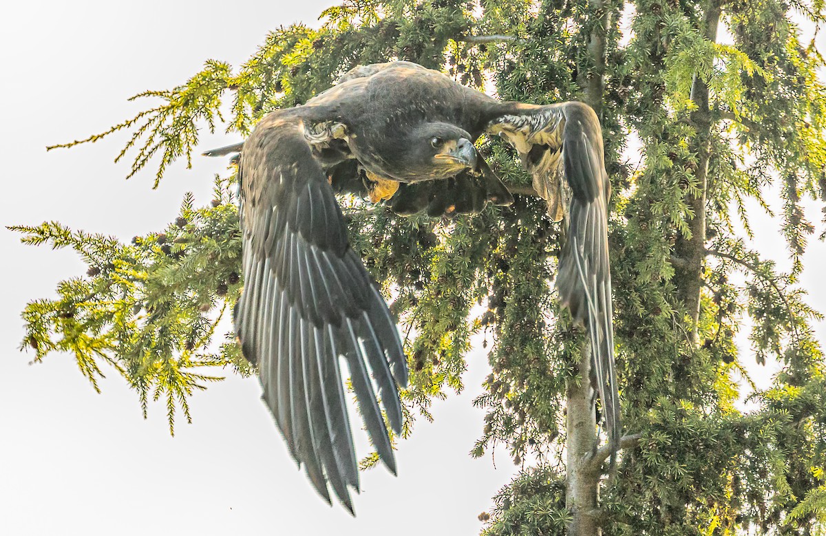 Bald Eagle - ML600602921
