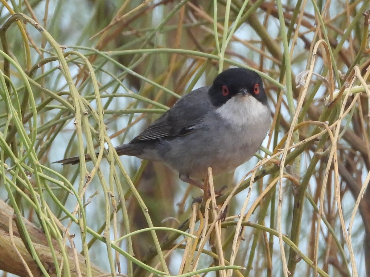 Sardinian Warbler - Maria João Marques Gomes