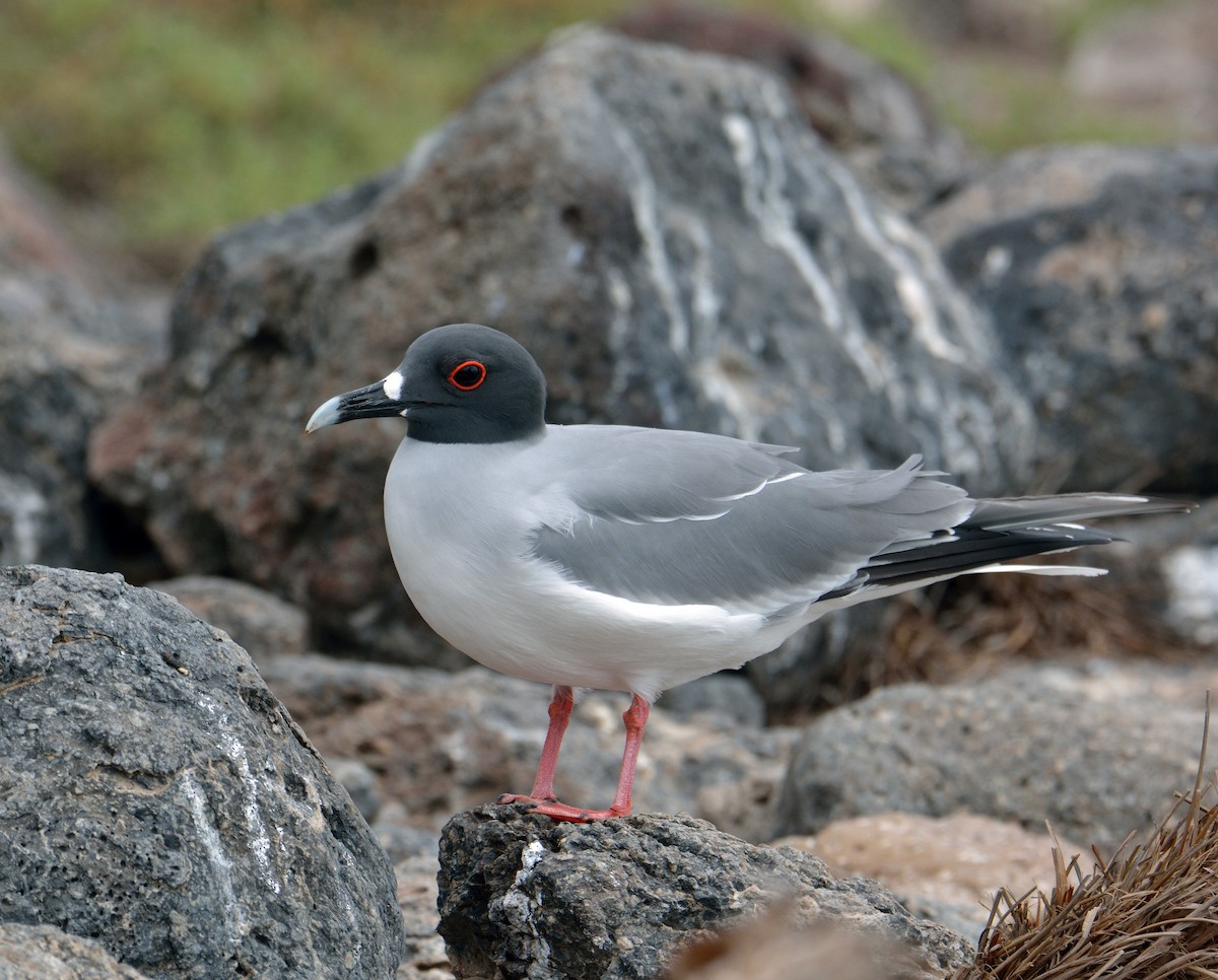 Swallow-tailed Gull - Douglas Gimler