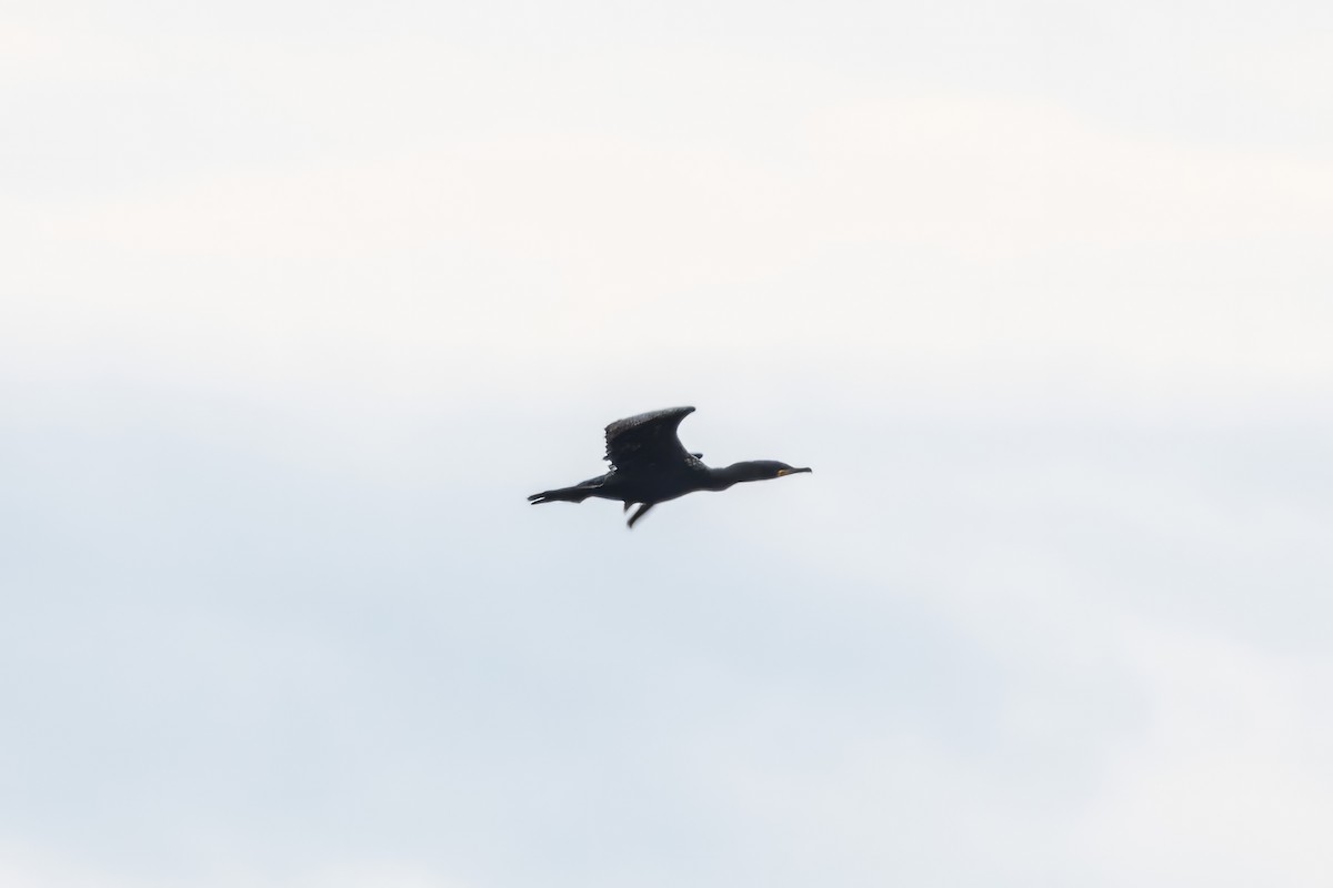 Double-crested Cormorant - ML600603921