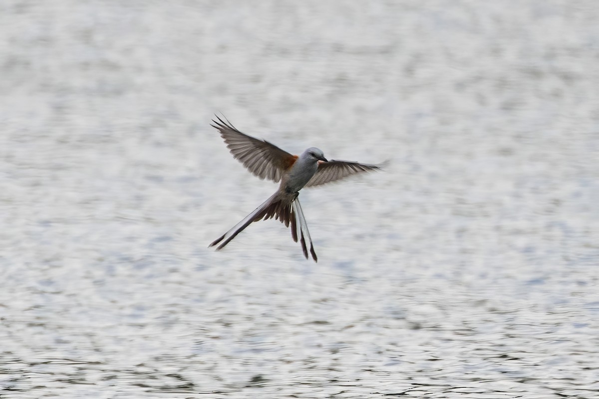 Scissor-tailed Flycatcher - ML600603981