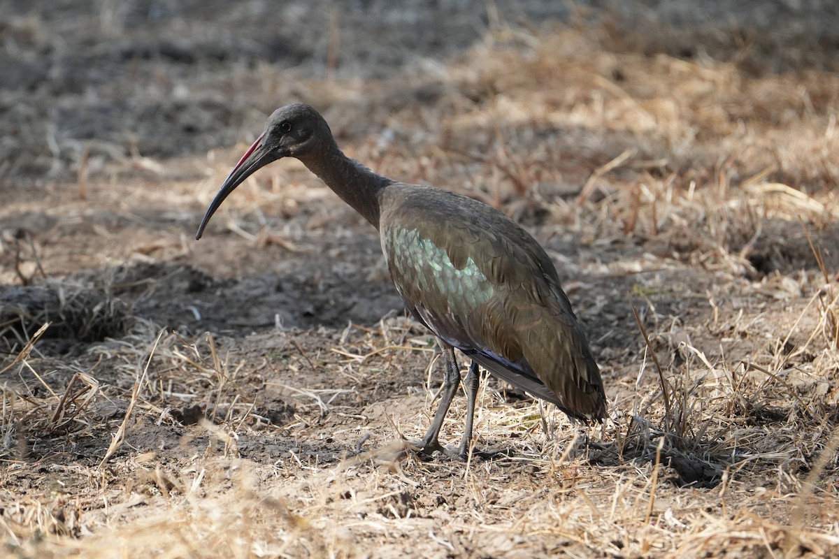 Hadada Ibis - ML600604141