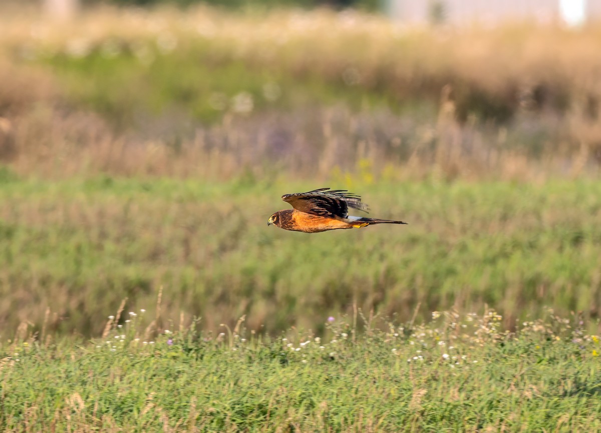 Northern Harrier - ML600604501