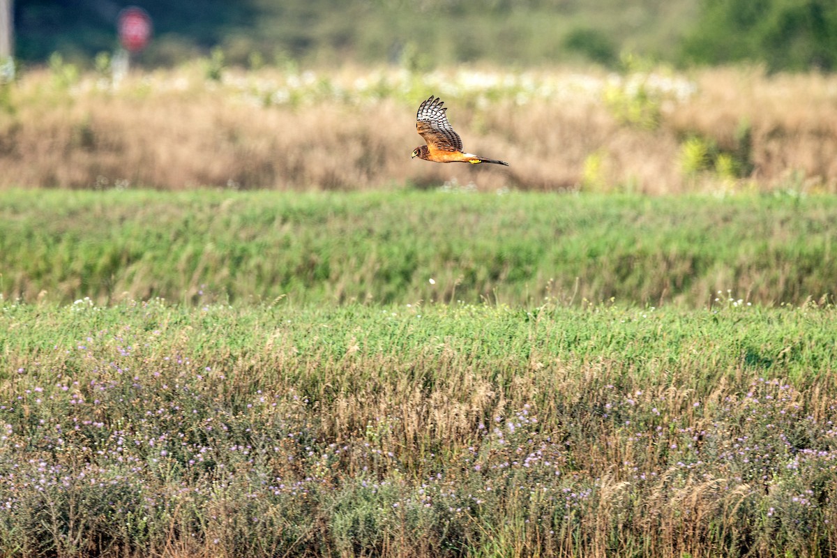 Northern Harrier - ML600604511