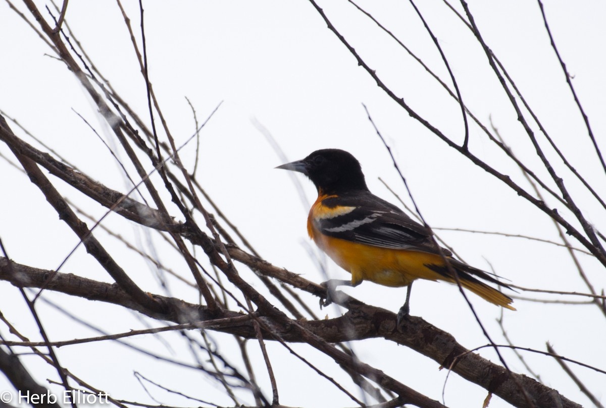 Baltimore Oriole - ML60060561