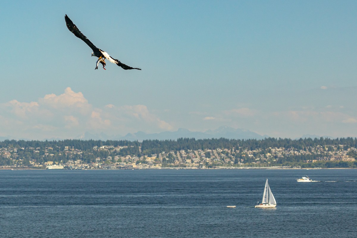 Bald Eagle - ML600606011