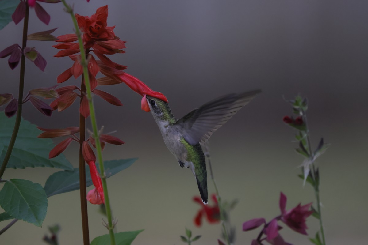 Ruby-throated Hummingbird - ML600606771
