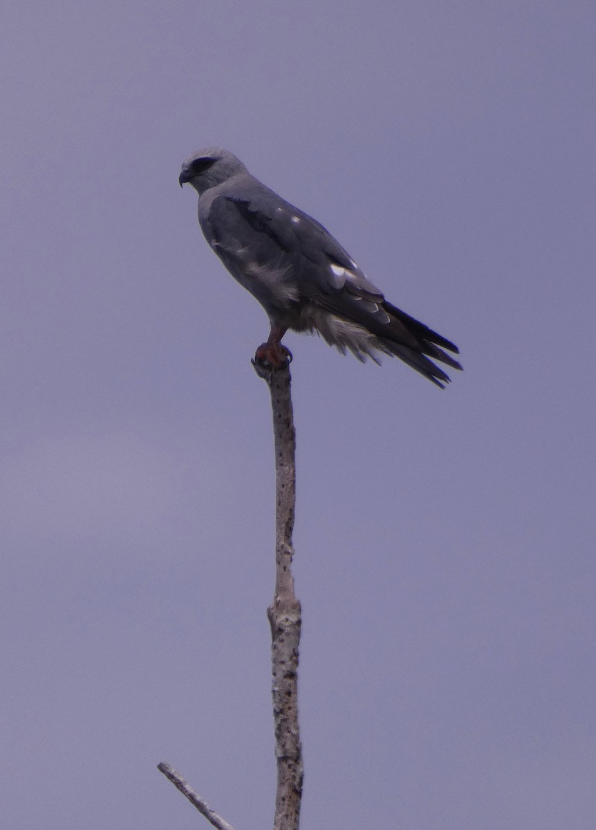 Mississippi Kite - ML600606811