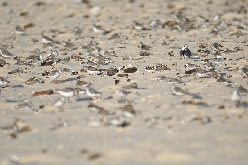 Western Sandpiper - ML600607911