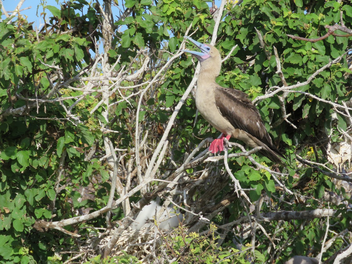 Red-footed Booby (Eastern Pacific) - ML600607991