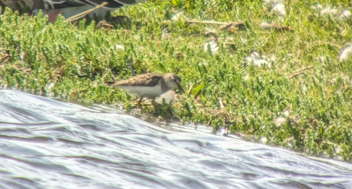 Temminck's Stint - ML600608451